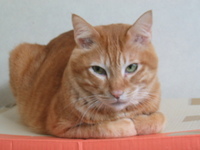 ウイスキーキャット?