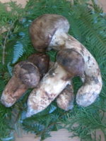 松茸ーーーーーっ!