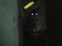 萌えぇ~!~大きくなりました~