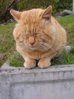 オシンコシンの猫