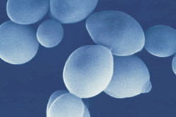 ビールって・・その4