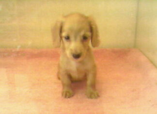 癒しを求める人々へ