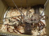 伊勢えび新年会 おまけ