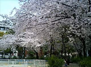 蛸がおりますねん