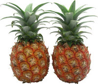 南の島からの贈り物