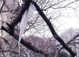 ■ウオーターツリー