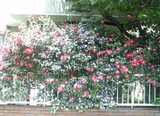 あの時の、花達!