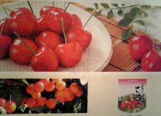 初夏の味!本場山形県寒河江産!!