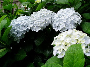 気がつけばアジサイだらけ・・・。