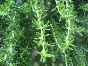 自家製ハーブのカクテル