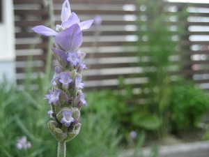 自家製ハーブのカクテル