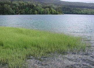 ■夏の特集「モルトオールドファッション」