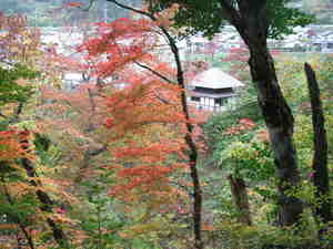 今年の紅葉は・・・