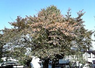 近場公園の、一本樹の紅葉?