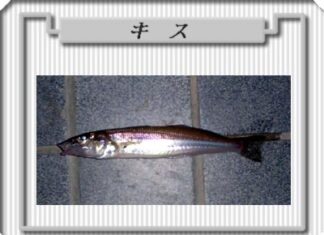 キスぅ?今ってそうなん?