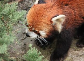 動物園
