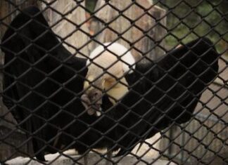 動物園その2