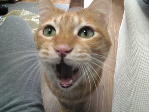 人面猫?!