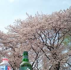 花見で一杯