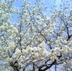 桜。。
