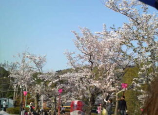 花見(^3^)/ ★