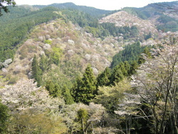吉野桜