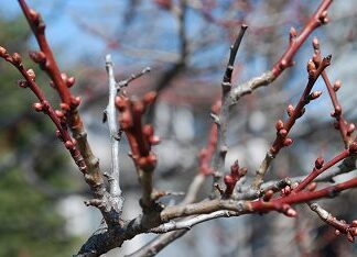 ■「梅干し」のはなし