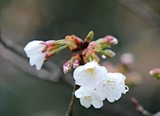 日記2016年3月17日