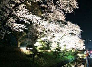 鑁阿寺(ばんなじ)の夜桜