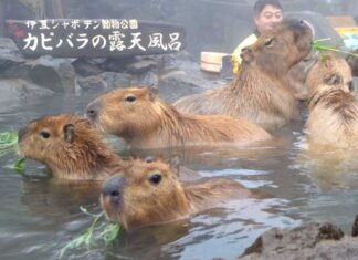 日記2016年11月20日