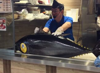 一石二鳥のマグロ解体