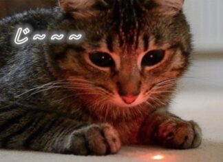 うちの可愛い猫の玩具