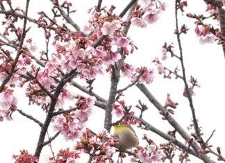 日記2021年2月4日