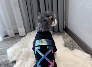 オフホワイト ペット春秋服 とチャンピオン 犬用 首輪リードセット