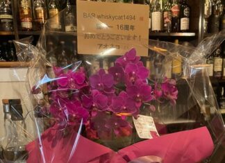 桃栗三年柿八年、気がつけば猫バーは16年