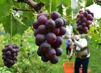 日記2023年8月26日