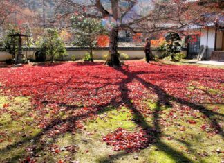 日記2024年12月15日