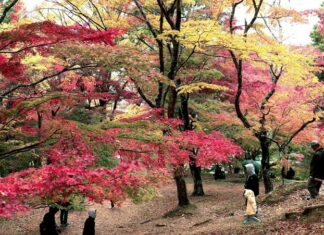 日記2024年12月6日