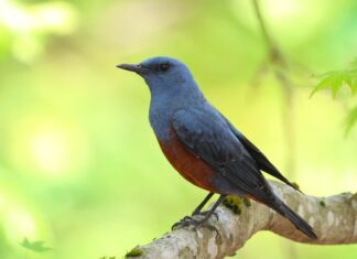 日記2025年5月17日