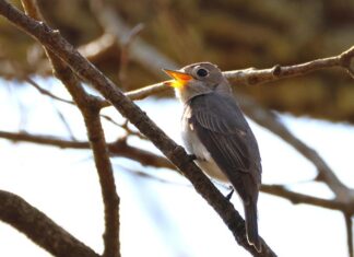 日記2025年5月4日