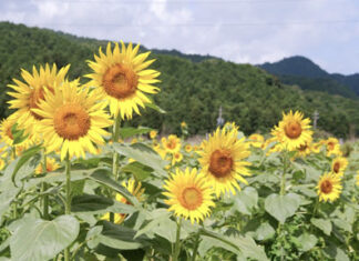 日記2025年7月19日