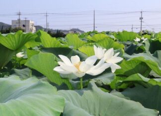 日記2026年7月27日
