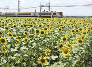 日記2026年7月30日