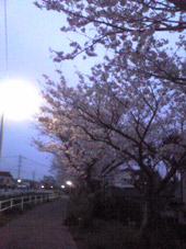 朝の桜