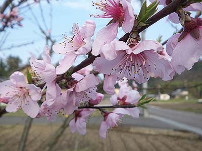 アーモンドの花