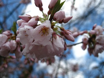 ４月１６日、緑の相談所付近