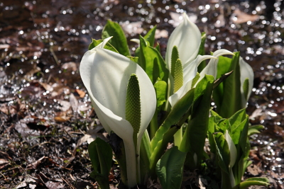 水芭蕉